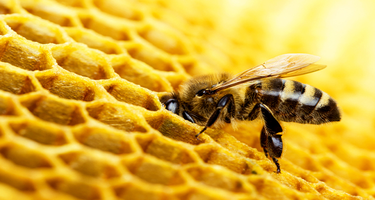 Dandelion Renewables Helps Alberta Commercial Beekeeping Industry Explore Energy Efficiency Opportunities